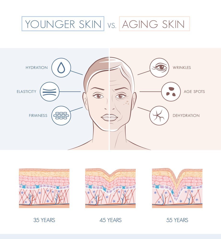 Skin layers and aging - Your Brand Of Beauty