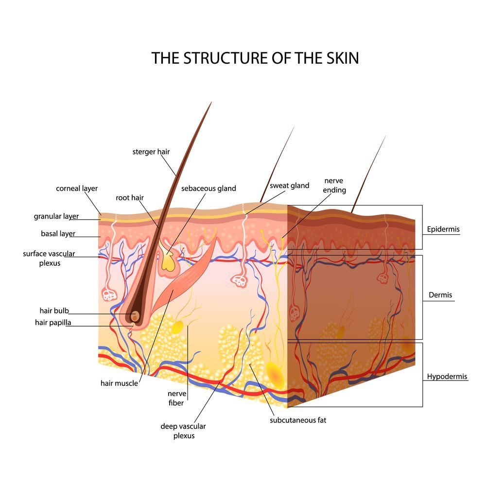 Facial Skin And Body Skin: Is There Any Difference?